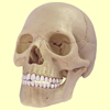 Human Skeletal System Trivia - Gulsen CAKIR