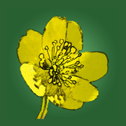 Feldbotanik