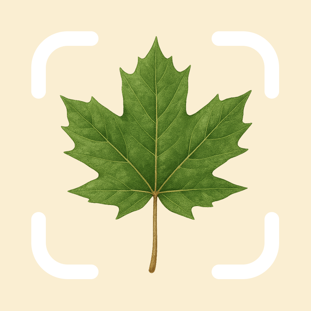 Get Tree Identifier by TreePic for iOS, iPhone, iPad Aso Report
