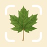 Get Tree Identifier by TreePic for iOS, iPhone, iPad Aso Report