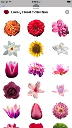 Lovely Flower Collection iPhone image 4