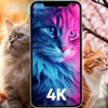 Cat Wallpapers - 4K icon