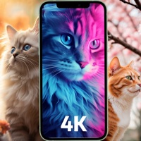 Cat Wallpapers - 4K