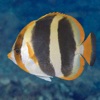 Lord Howe Fish ID - iPhoneアプリ