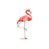 Flamingo graffiti painting icon