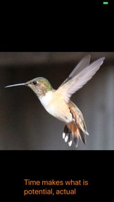 Hummingbird Moments screenshot