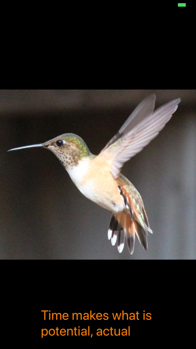 Hummingbird Moments screenshot 10