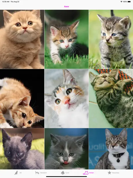 Cat Wallpapers Cute