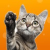 Cat Games for Cats icon