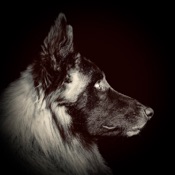 DogJournal