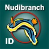 Nudibranch ID Western Atlantic icon