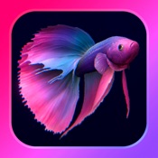 Bettarium - Betta Fish Tank