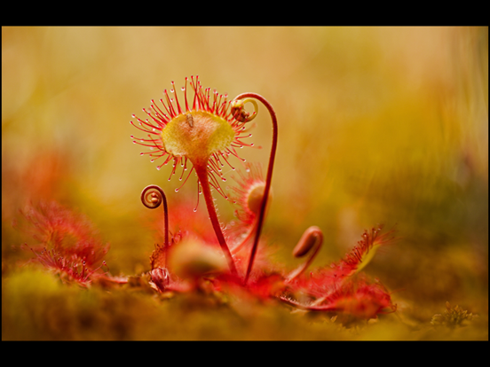 Album The Golden Tortoise 5 iPad screenshot 4 - Photo & Video app