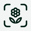 Planto: Plant Identifier - Agnes Frances