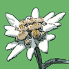 Flora Helvetica Pro français - Haupt Verlag AG