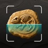 Fossil Identifier Artifact ID icon