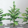 Sapponckanikan (Tobacco Field) icon