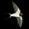 NatureGuides Ltd. - Collins Bird Guide artwork