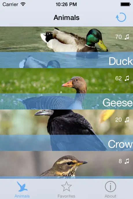 Bird decoy