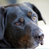 Toutous.ch icon