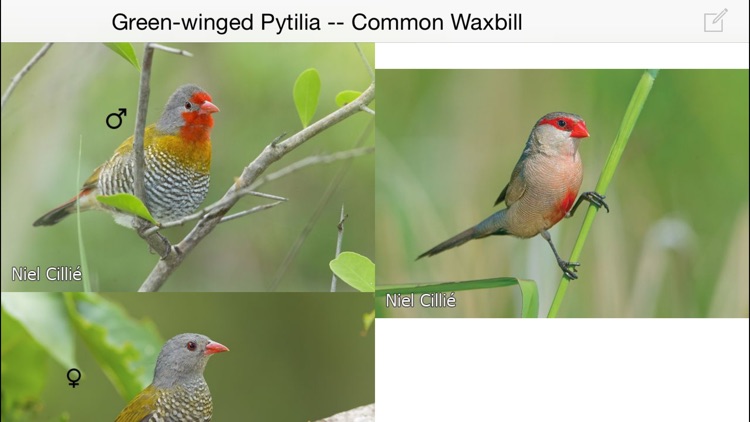 Animals of Kruger screenshot-4