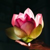 Zen Wallpapers 2025 icon