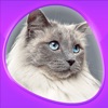 Cats 360 icon