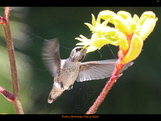 Hummingbird Moments iPad screenshot
