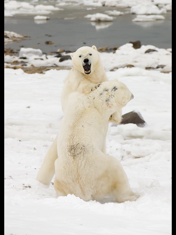 Screenshot #5 pour Album Polar Bears HD