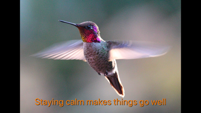 Hummingbird Moments screenshot 2