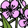Yukon Wildflowers icon