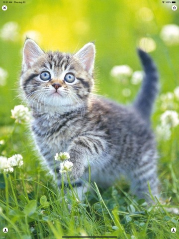 Cat Wallpapers Cute iPad screenshot