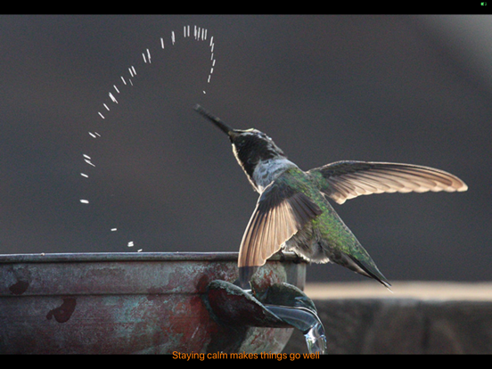 Hummingbird Moments iPad screenshot
