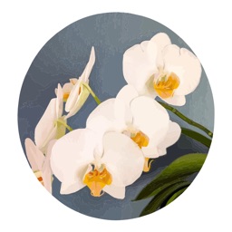 My Orchids