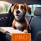 Finn Notes Pro is a premium note-taking application built with SwiftUI that allows you to create, edit, and organize your notes seamlessly on your device