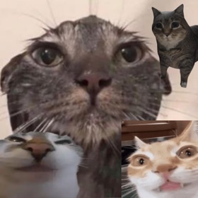 Brainrot Cat Soundboard