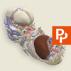 Primal's 3D Embryology - Pharma Intelligence UK Ltd