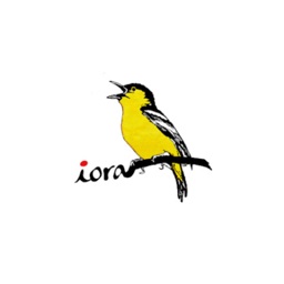 Iora Early Ears