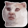 Meme cat emotion icon
