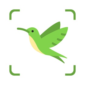 Bird Identifier: Kurdelyun
