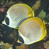 Philippines Fish ID - John P. Hoover