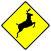 Driver's License Theory Exam icon
