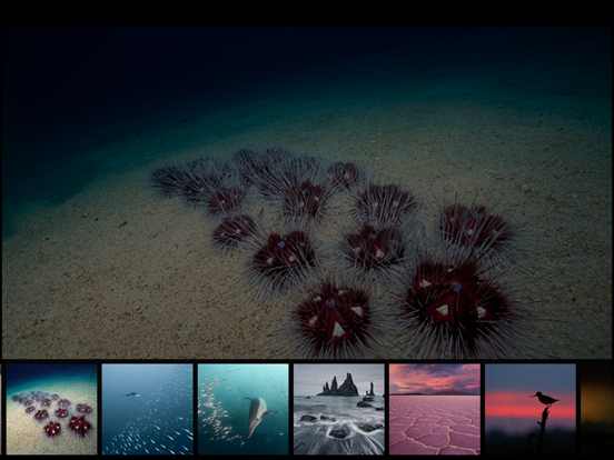 Album The Golden Tortoise 5 iPad screenshot 5 - Photo & Video app