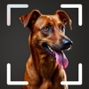 Dog Identifier - Dog scanner icon