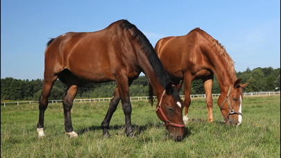 Screenshot #2 pour Video Touch: Animaux