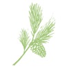 Cedar Brook icon