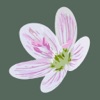 Flora of Virginia icon