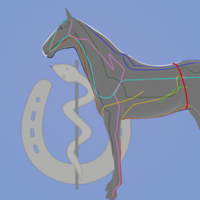 Meridianatlas Pferd
