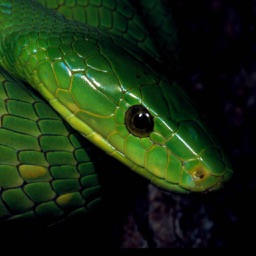 eSnakes Southern Africa