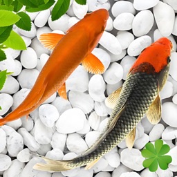 Koi Pond Fish - Live Aquarium